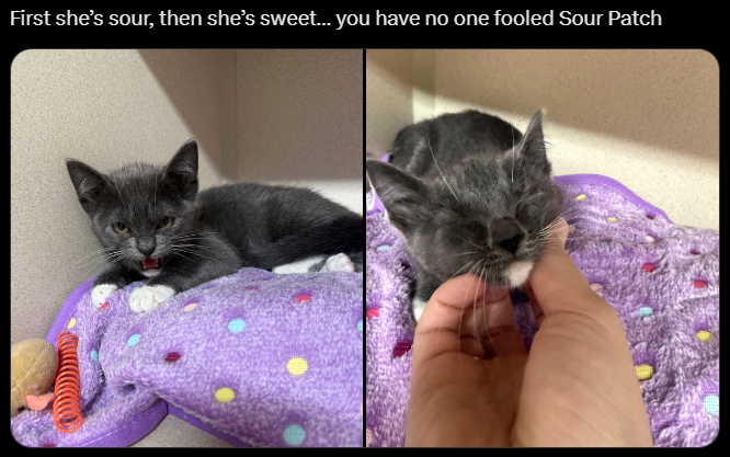 First she's sour, then she's sweet... you have no one fooled Sour Patch