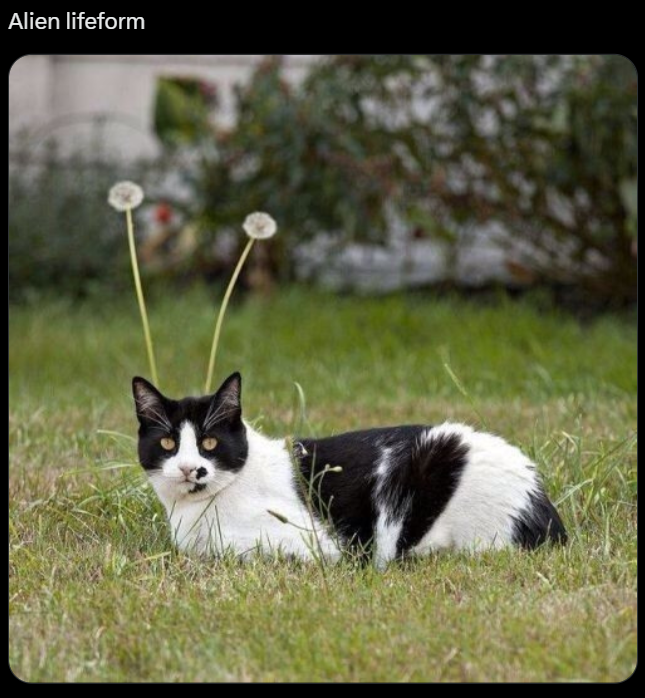 Alien lifeform