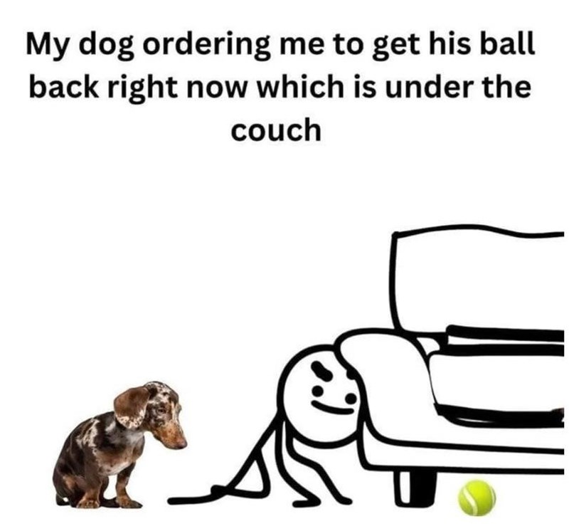 My dog ordering me to get his ball back right now which is under the couch