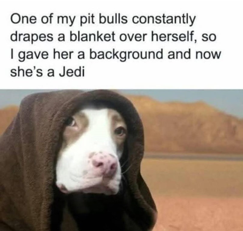 One of my pit bulls constantly drapes a blanket over herself, so I gave her a background and now she's a Jedi