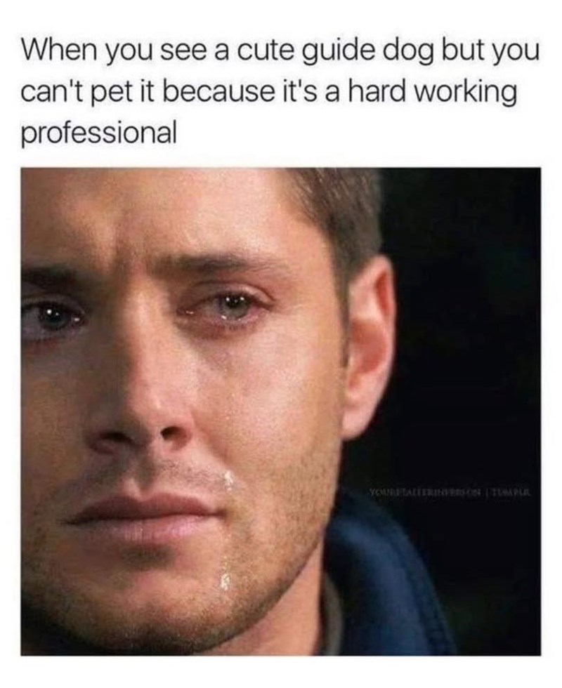 When you see a cute guide dog but you can't pet it because it's a hard working professional YOURFTALLERINVERSON (TUMPLA