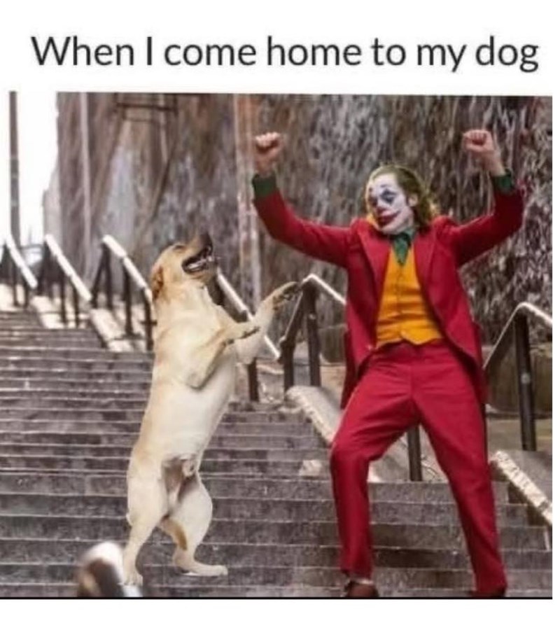When I come home to my dog