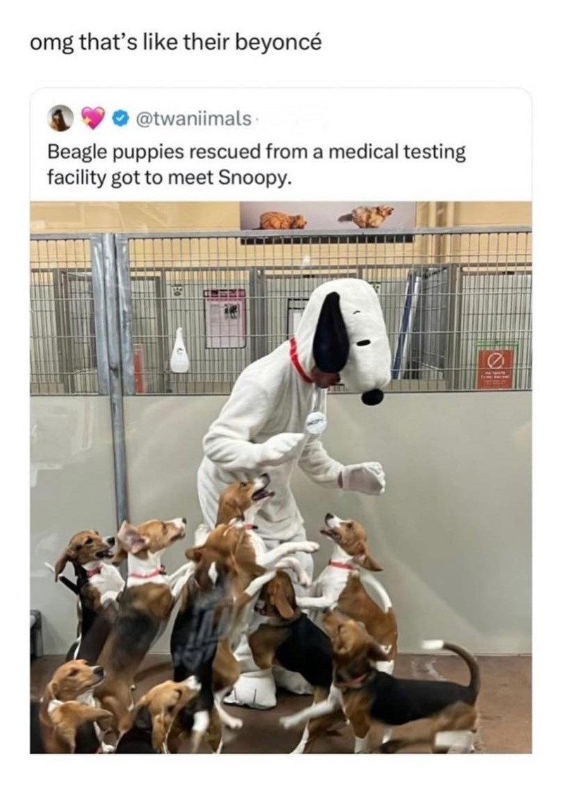 omg that's like their beyoncé @twaniimals Beagle puppies rescued from a medical testing facility got to meet Snoopy.