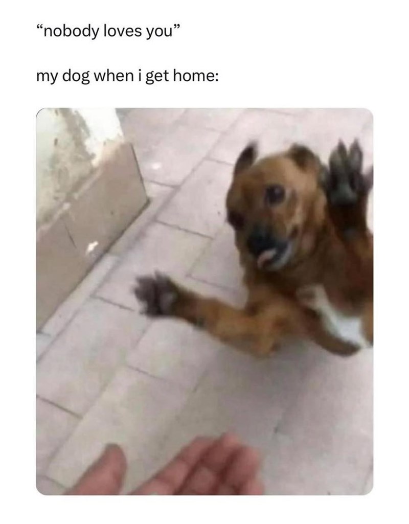 "nobody loves you" my dog when i get home: