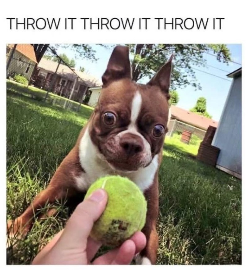 THROW IT THROW IT THROW IT