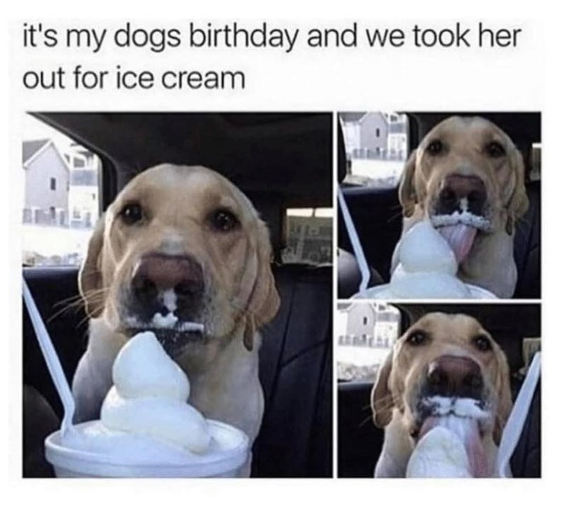 it's my dogs birthday and we took her out for ice cream