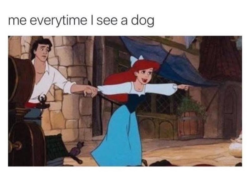 me everytime I see a dog