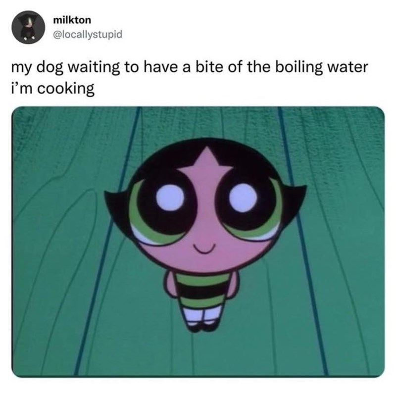 milkton @locallystupid my dog waiting to have a bite of the boiling water i'm cooking