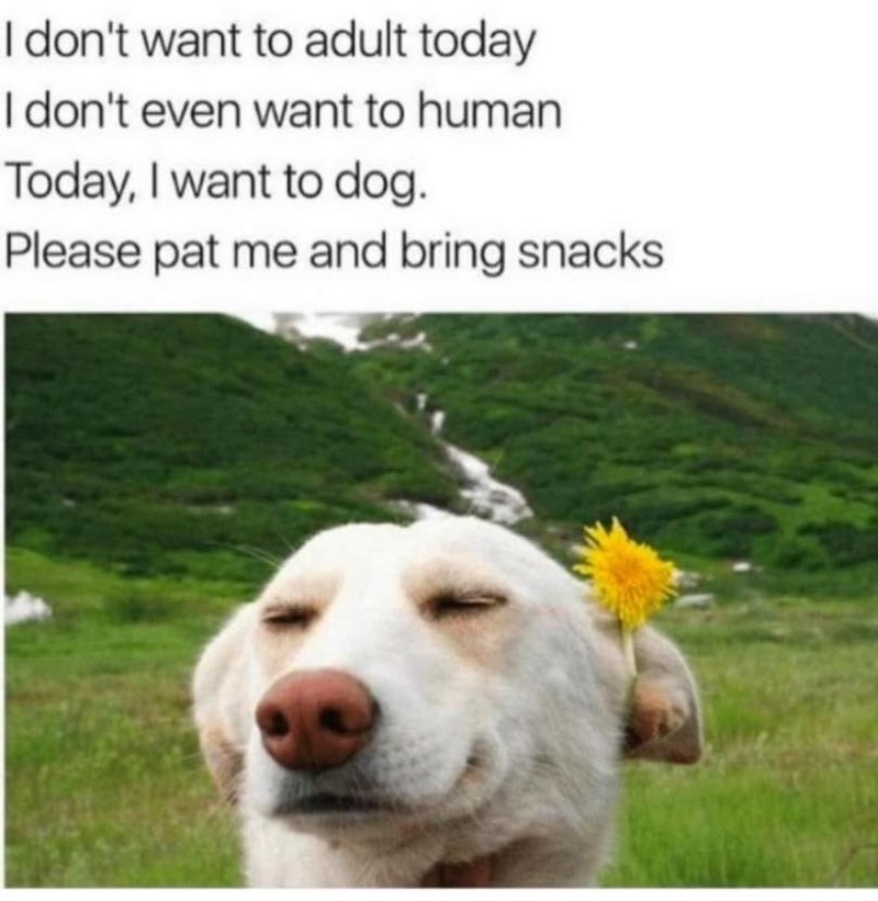 I don't want to adult today I don't even want to human Today, I want to dog. Please pat me and bring snacks