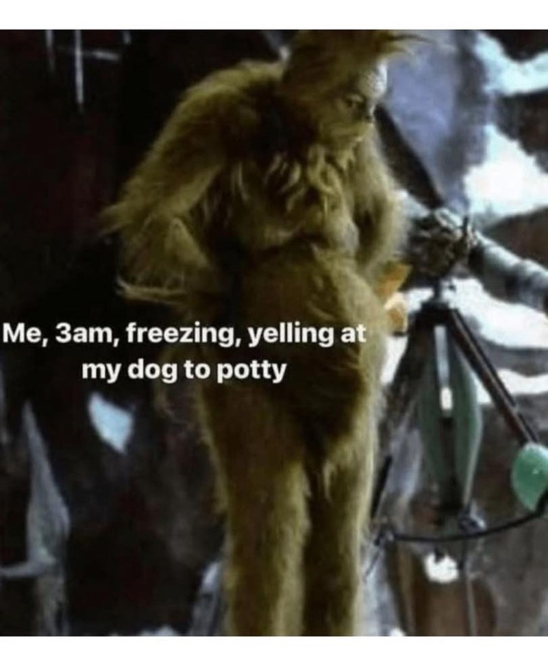 Me, 3am, freezing, yelling at my dog to potty