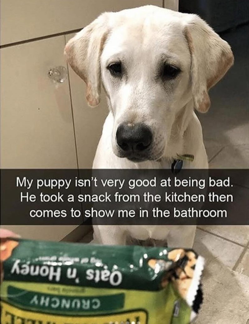My puppy isn't very good at being bad. He took a snack from the kitchen then comes to show me in the bathroom