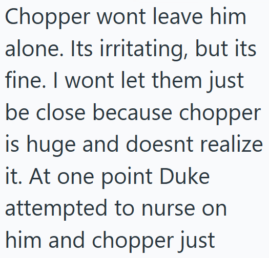 Chopper wont leave him alone. Its irritating, but its fine. I wont let them just be close because chopper is huge and doesnt realize it. At one point Duke attempted to nurse on him and chopper just