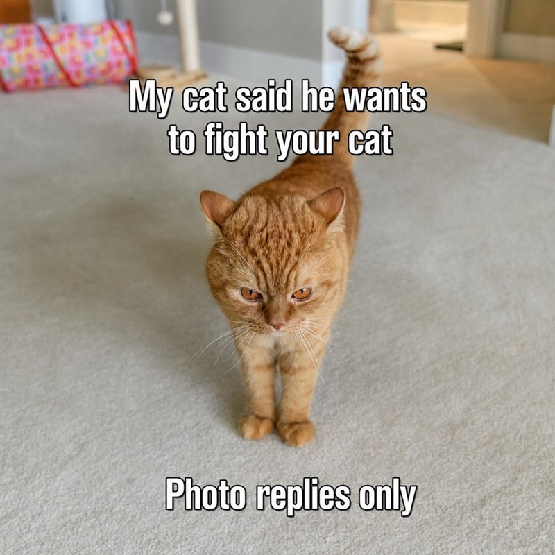 My cat said he wants to fight your cat Photo replies only