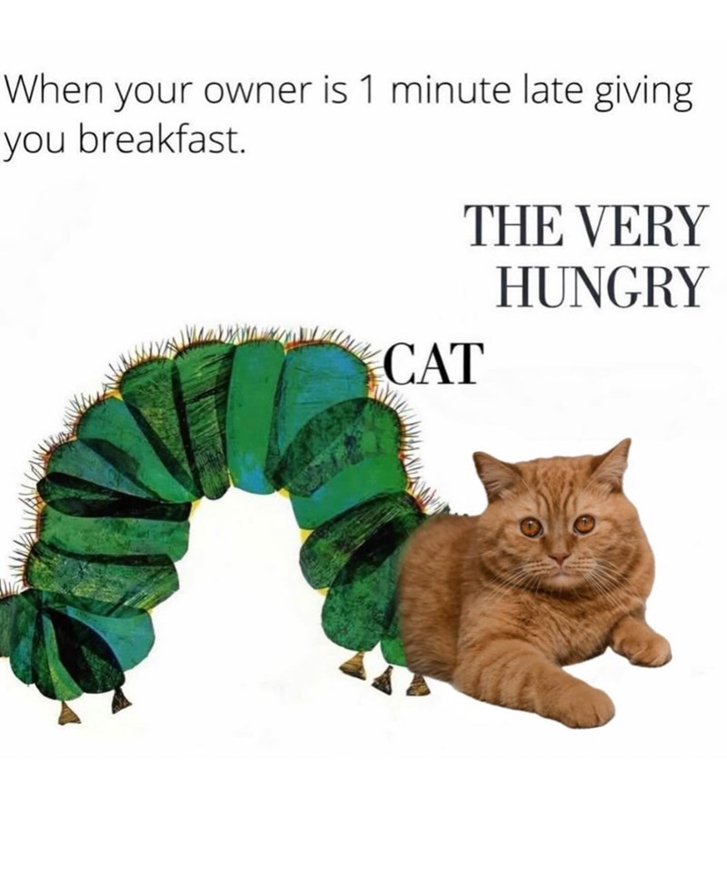 When your owner is 1 minute late giving you breakfast. THE VERY HUNGRY CAT