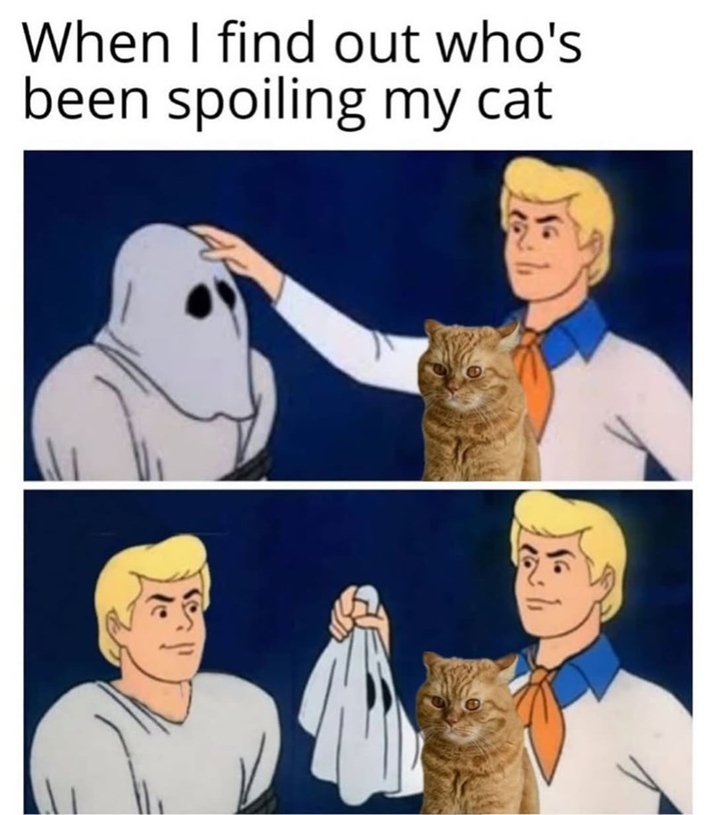 When I find out who's been spoiling my cat
