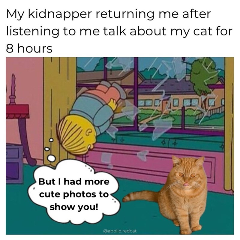 My kidnapper returning me after listening to me talk about my cat for 8 hours But I had more cute photos to show you! @apollo.redcat