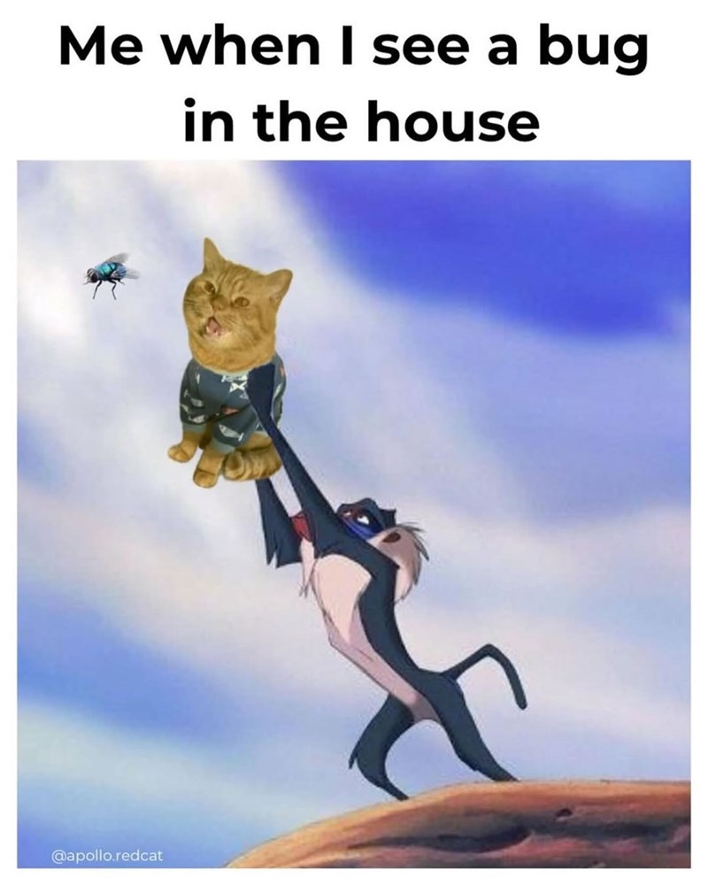 Me when I see a bug in the house @apollo.redcat