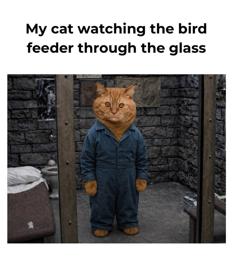 My cat watching the bird feeder through the glass @apollo.redcat