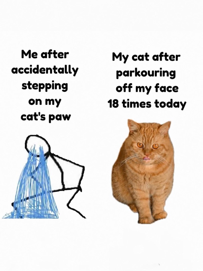 Me after accidentally stepping on my cat's paw My cat after parkouring off my face 18 times today