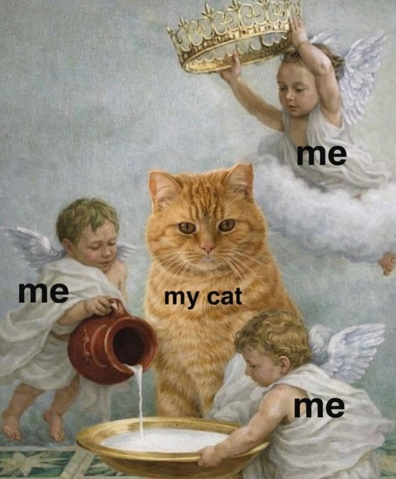 me my cat me me