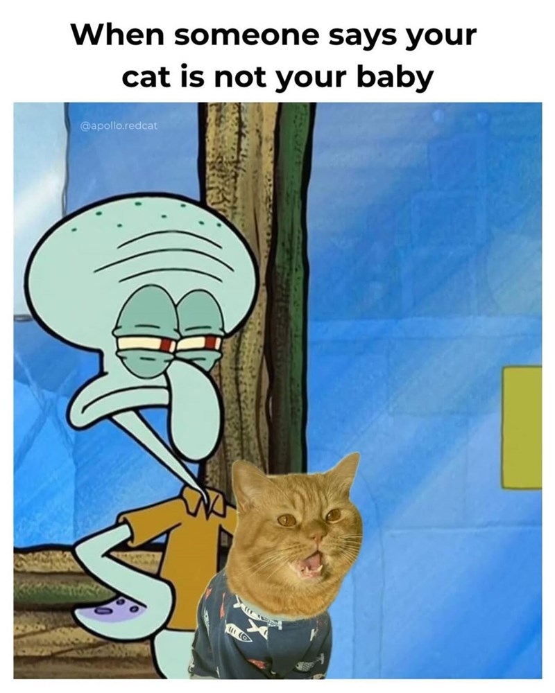 When someone says your cat is not your baby @apollo.redcat (