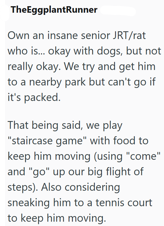 TheEggplantRunner Own an insane senior JRT/rat who is... okay with dogs, but not really okay. We try and get him to a nearby park but can't go if it's packed. That being said, we play "staircase game" with food to keep him moving (using "come" and "go" up our big flight of steps). Also considering sneaking him to a tennis court to keep him moving.