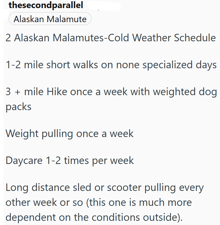 thesecondparallel Alaskan Malamute 2 Alaskan Malamutes-Cold Weather Schedule 1-2 mile short walks on none specialized days 3+ mile Hike once a week with weighted dog packs Weight pulling once a week Daycare 1-2 times per week Long distance sled or scooter pulling every other week or so (this one is much more dependent on the conditions outside).