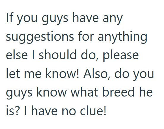 If you guys have any suggestions for anything else I should do, please let me know! Also, do you guys know what breed he is? I have no clue!