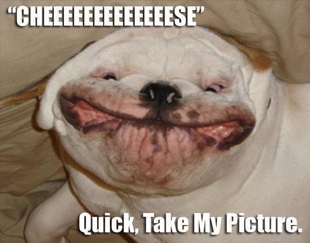 Cheezburger Image 10652994048
