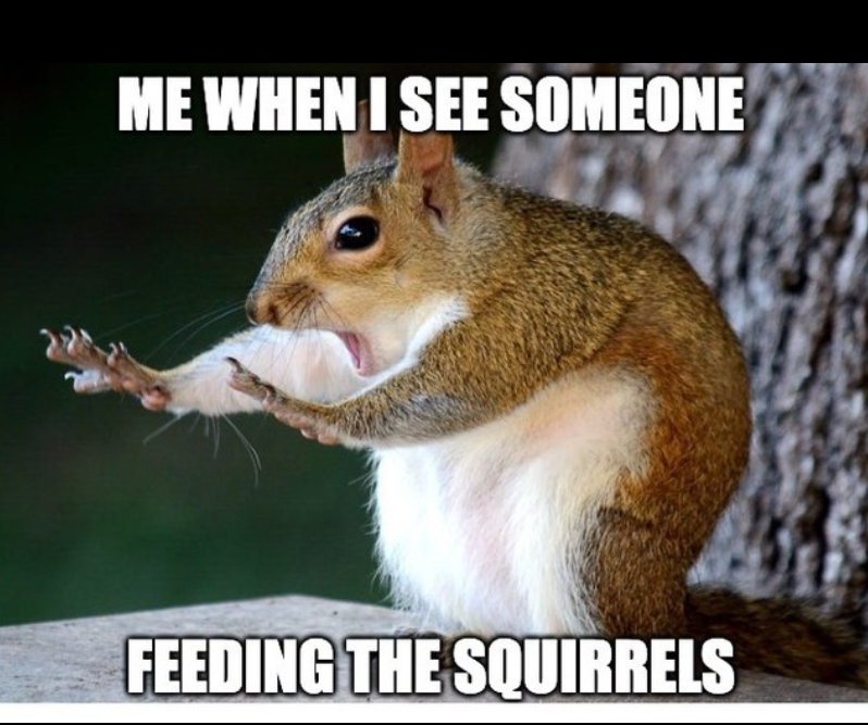 ME WHEN I SEE SOMEONE FEEDING THE SQUIRRELS