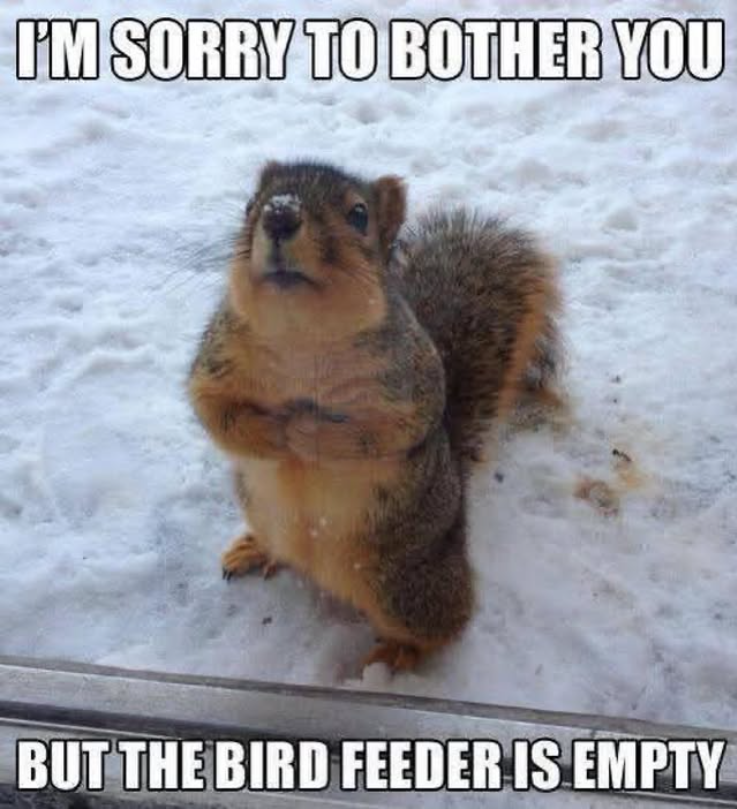 I'M SORRY TO BOTHER YOU BUT THE BIRD FEEDER IS EMPTY
