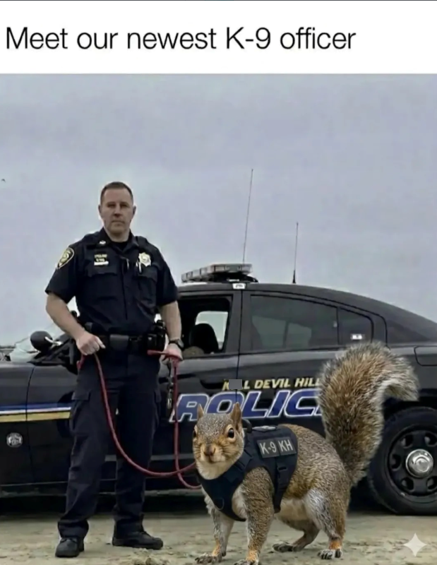 Meet our newest K-9 officer KAL DEVIL HILL ROLIC K-9 KH