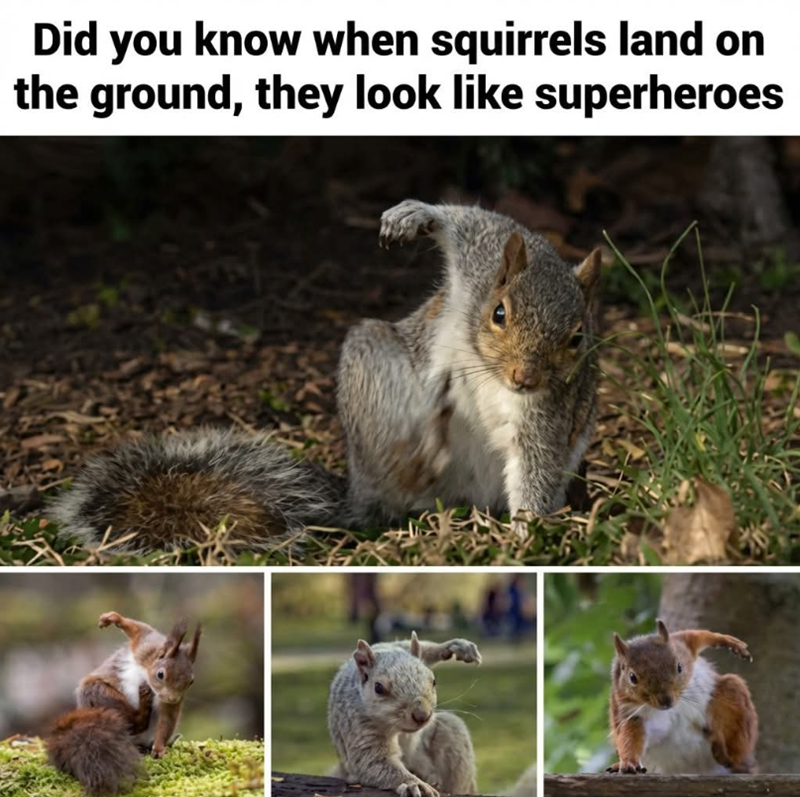 Did you know when squirrels land on the ground, they look like superheroes