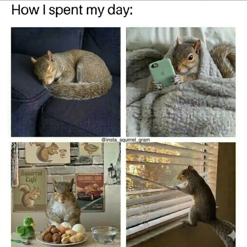 How I spent my day: Squirrel Café BETRO CAST @insta_squirrel gram SQUIRREL-SIDE MOTORS SMATER TEST CASANT