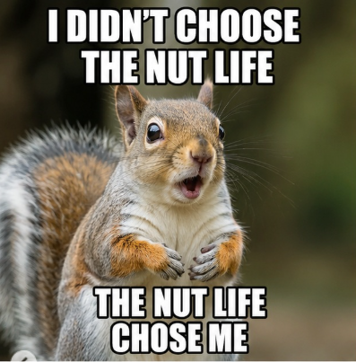 I DIDN'T CHOOSE THE NUT LIFE THE NUT LIFE CHOSE ME