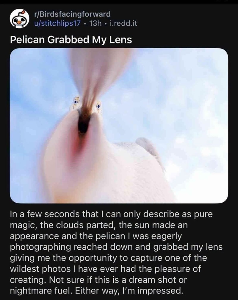 r/Birdsfacingforward u/stitchlips17 • 13h. i.redd.it Pelican Grabbed My Lens In a few seconds that I can only describe as pure magic, the clouds parted, the sun made an appearance and the pelican I was eagerly photographing reached down and grabbed my lens giving me the opportunity to capture one of the wildest photos I have ever had the pleasure of creating. Not sure if this is a dream shot or nightmare fuel. Either way, I'm impressed.