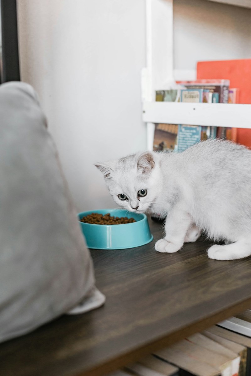 white cat eating from bowl