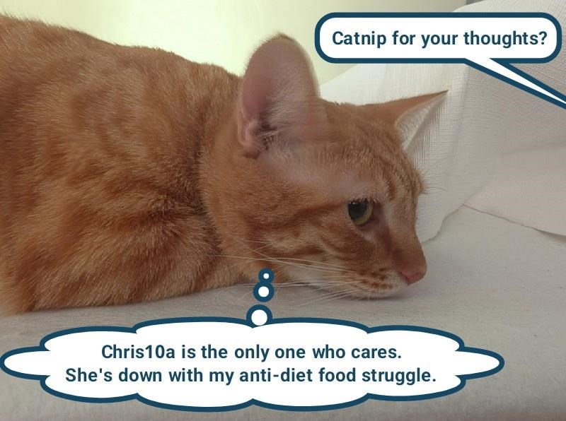 Cheezburger Image 10653162752