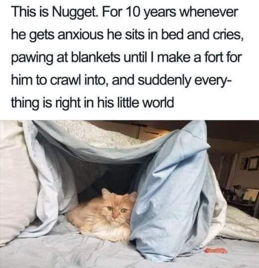 This is Nugget. For 10 years whenever he gets anxious he sits in bed and cries, pawing at blankets until I make a fort for him to crawl into, and suddenly every- thing is right in his little world