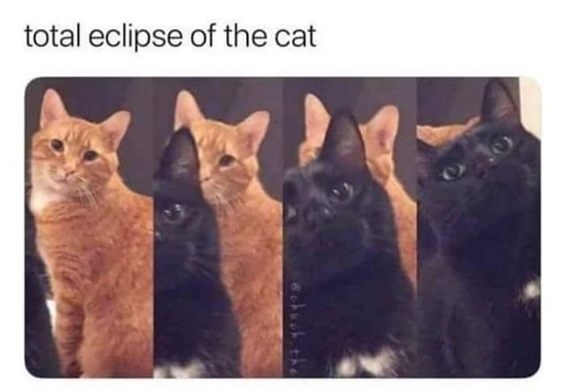 total eclipse of the cat chuck the