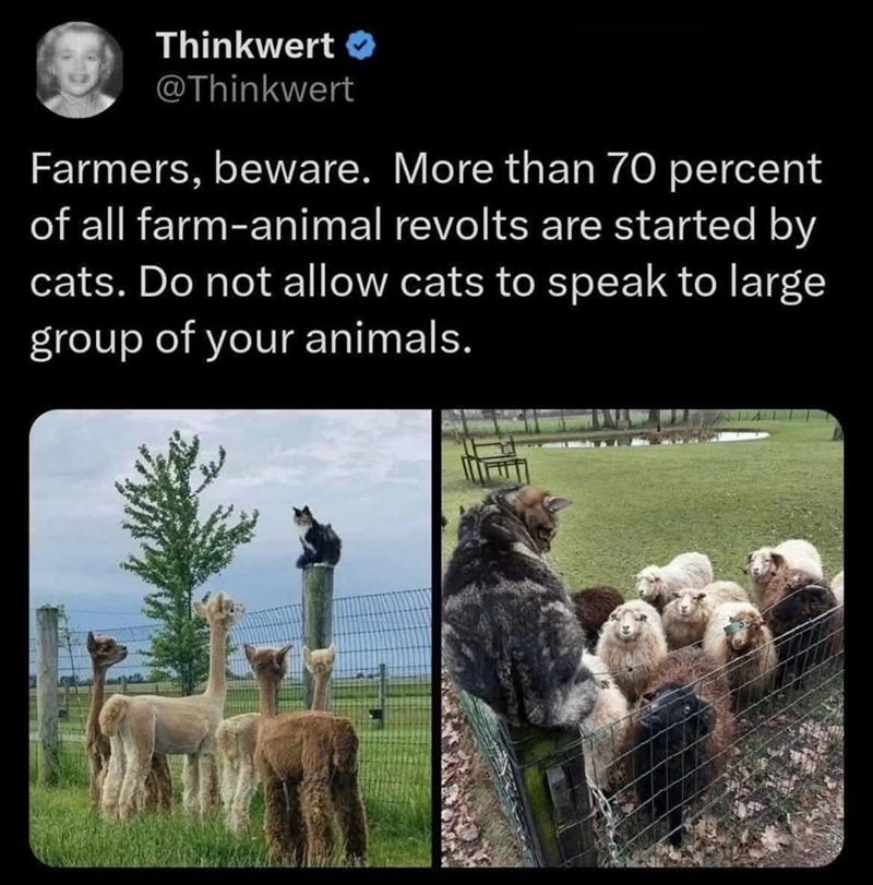 Thinkwert ❤ @Thinkwert Farmers, beware. More than 70 percent of all farm-animal revolts are started by cats. Do not allow cats to speak to large group of your animals.