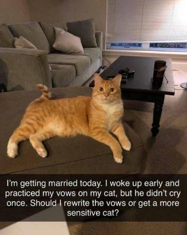I'm getting married today. I woke up early and practiced my vows on my cat, but he didn't cry once. Should I rewrite the vows or get a more sensitive cat?