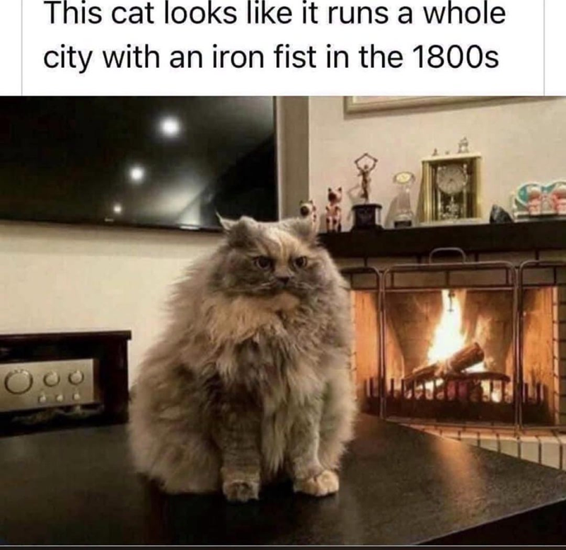 This cat looks like it runs a whole city with an iron fist in the 1800s