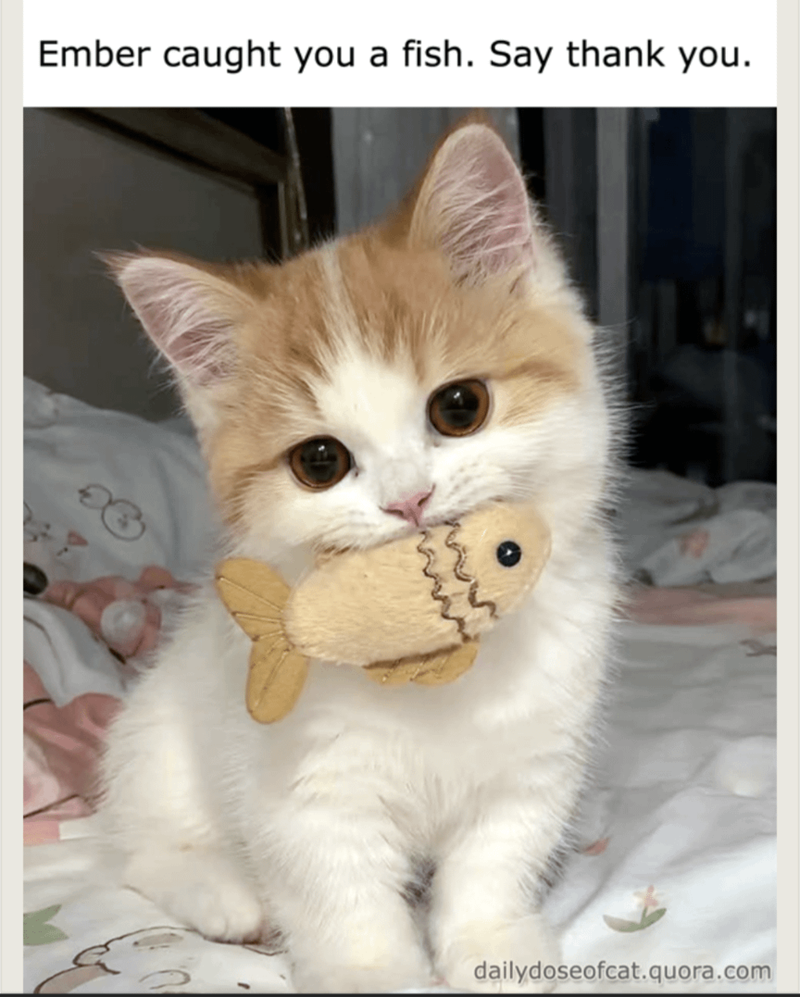 Ember caught you a fish. Say thank you. dailydoseofcat.quora.com