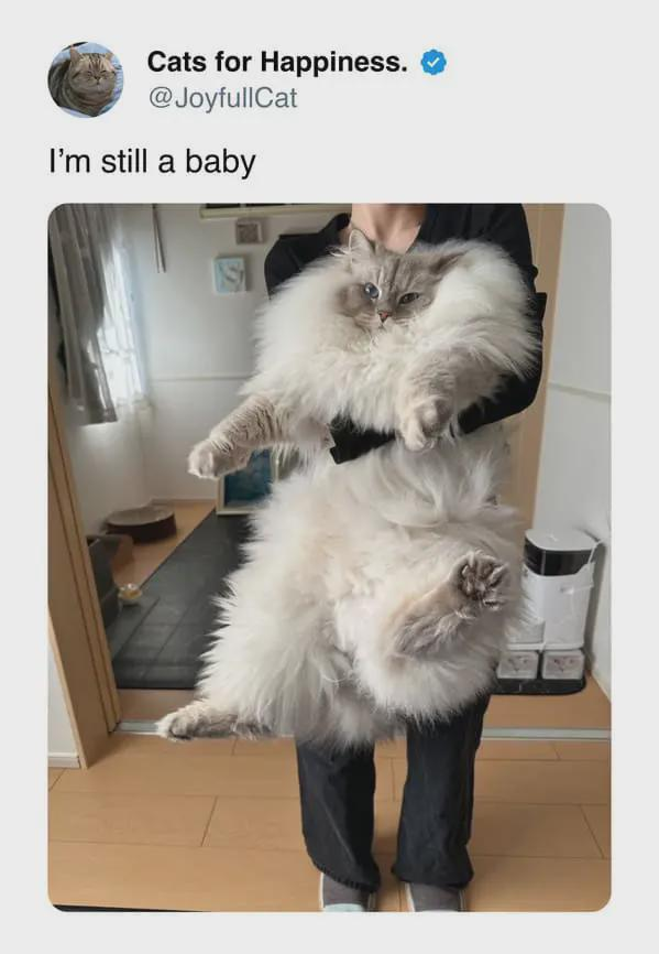 Cats for Happiness. @JoyfullCat I'm still a baby