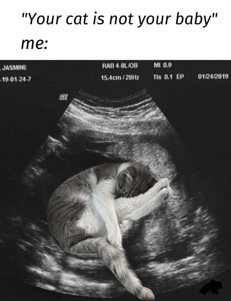 "Your cat is not your baby" me: JASMINE 19-01-24-7 RAB 4-8L/OB MI 0.9 15.4cm/28Hz Tis 0.1 EP 01/24/2019 GE