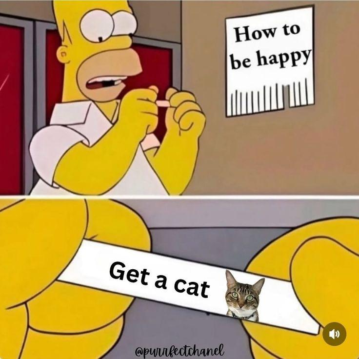 Get a cat How to be happy @purrfectchanel