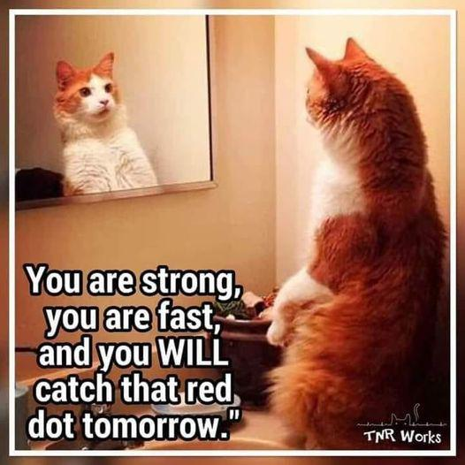 You are strong, you are fast, and you WILL catch that red dot tomorrow." TNR Works