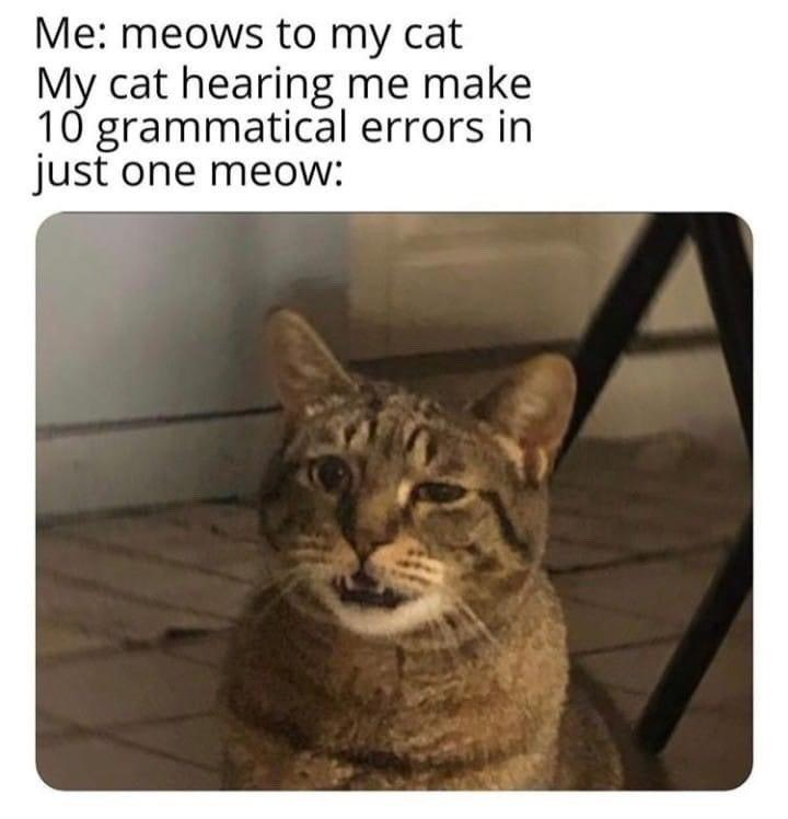Me: meows to my cat My cat hearing me make 10 grammatical errors in just one meow: