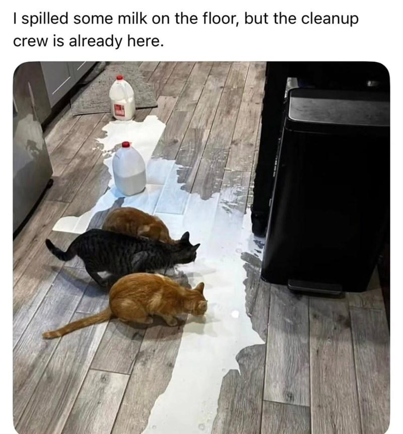 I spilled some milk on the floor, but the cleanup crew is already here.